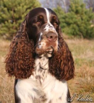 English springer spaniel *** AnglickÃ½ Å¡pringerÅ¡paniel